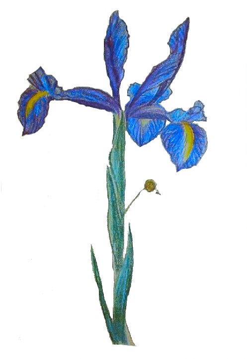 Iris, Flower, Art