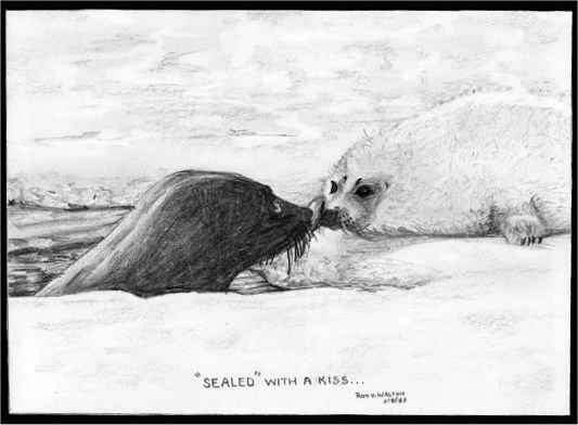 Seals, Sketch, Art